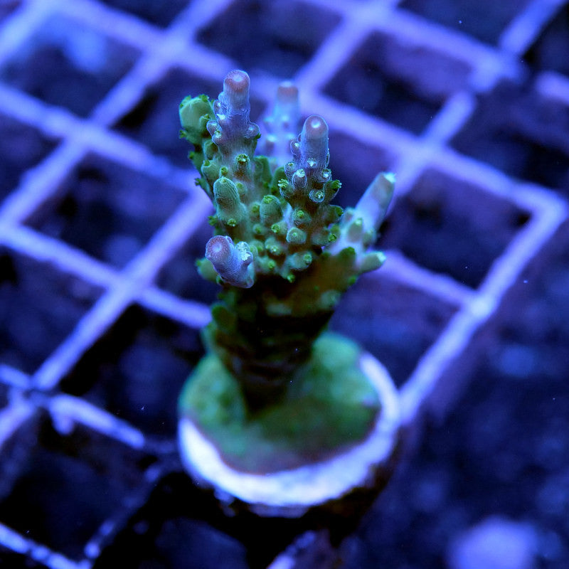 Acropora nana 'Purple nana'