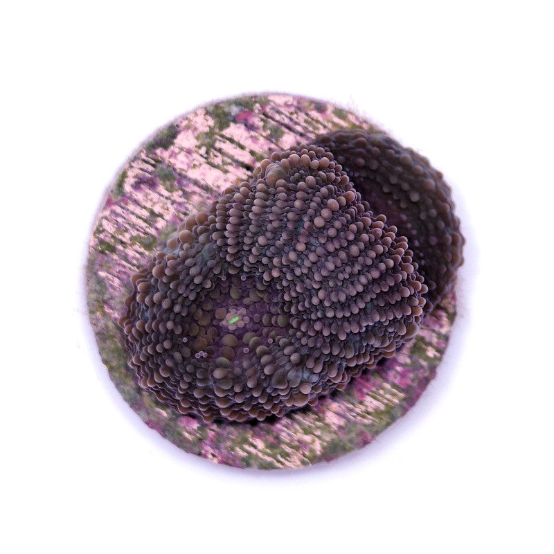 Acanthastrea echinata 'Blue'