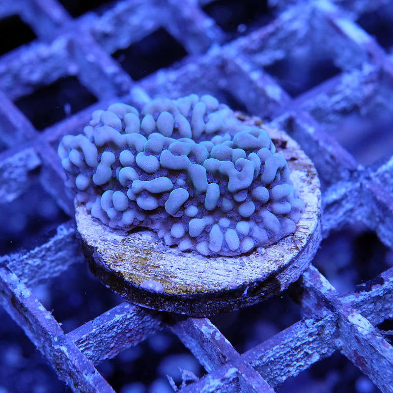 Montipora danae 'Ice'