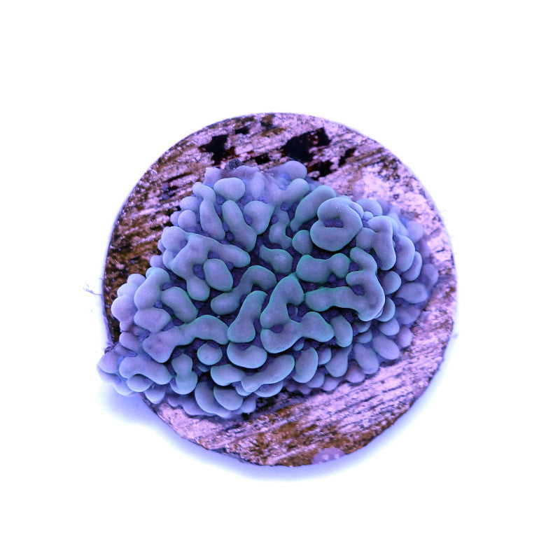 Montipora danae 'Ice'