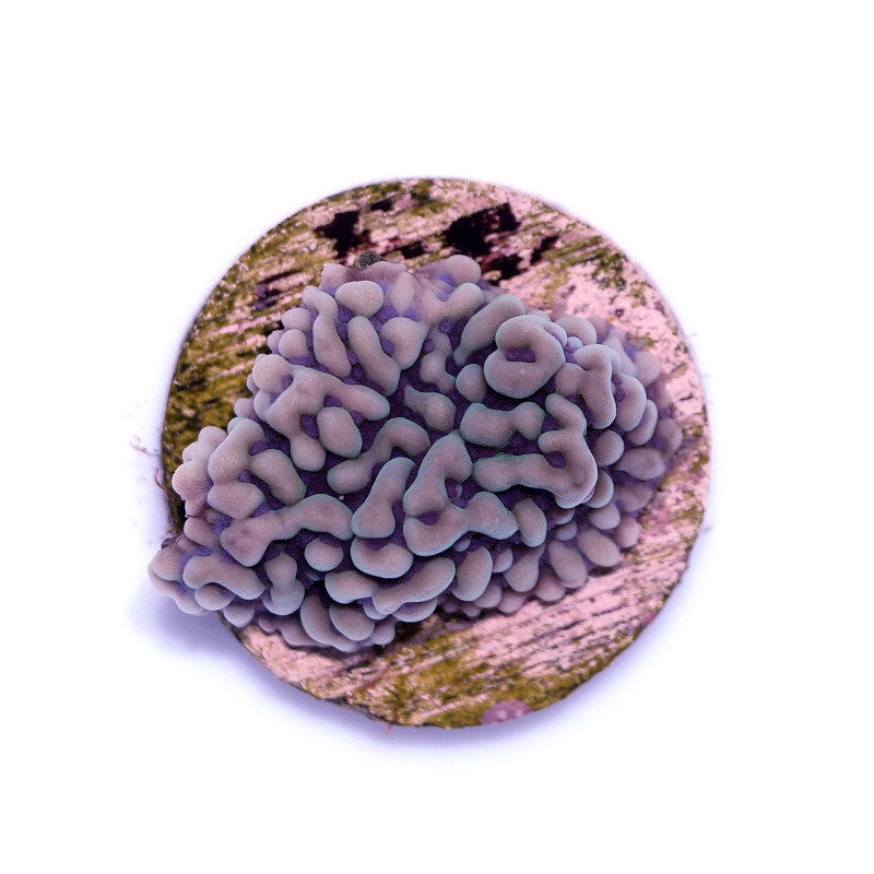 Montipora danae 'Ice'