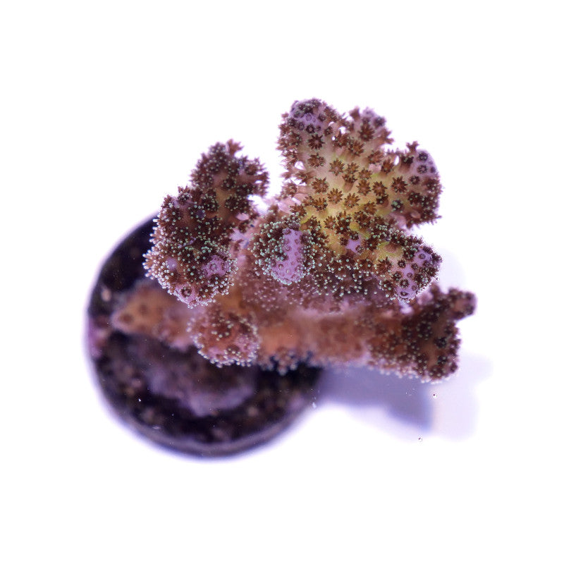 Pocillopora damicornis 'Tricolor'