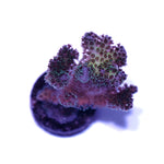 Pocillopora damicornis 'Tricolor'