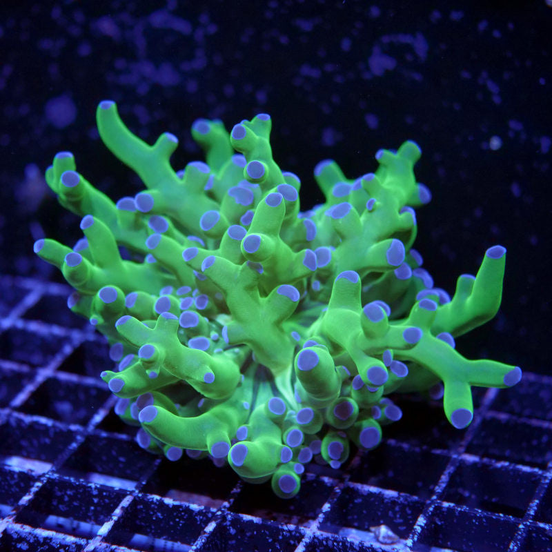 Euphyllia paradivisa 'Bicolor'