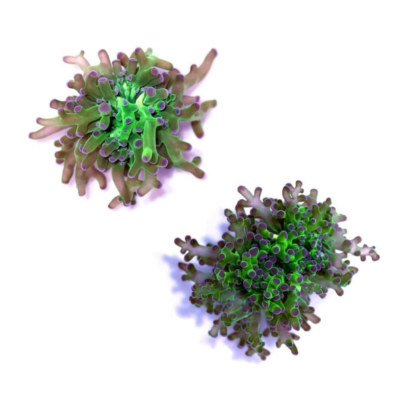 Euphyllia paradivisa 'Bicolor'