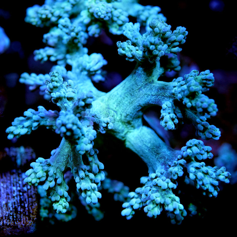 Capnella Kenya tree coral green I 100% bred I green soft corals