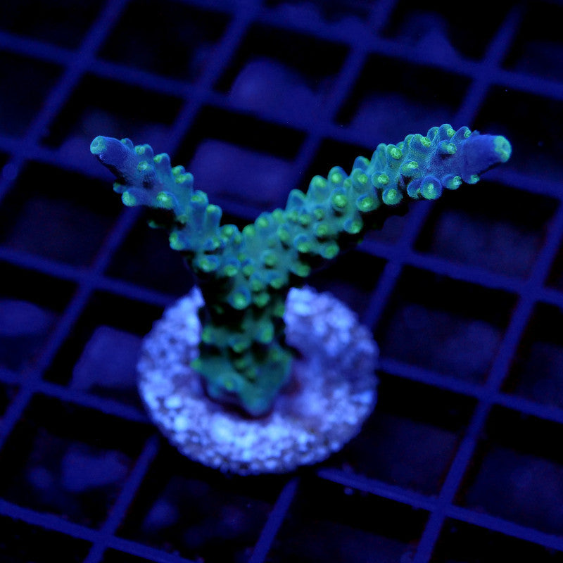 Acropora sp. 'Joker'