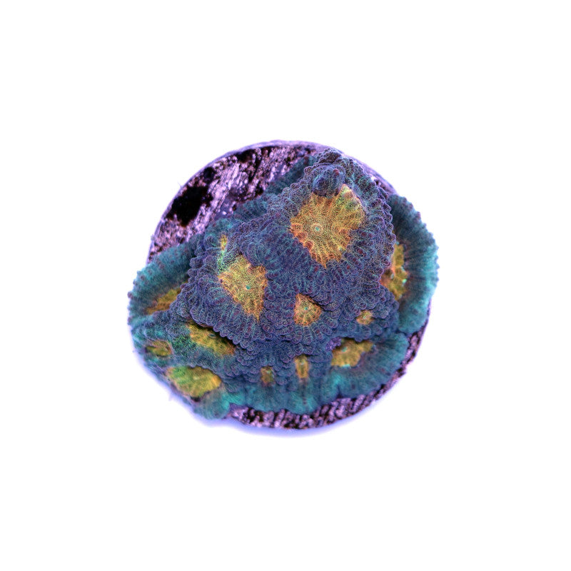 Favia sp. 'Pot of Gold'