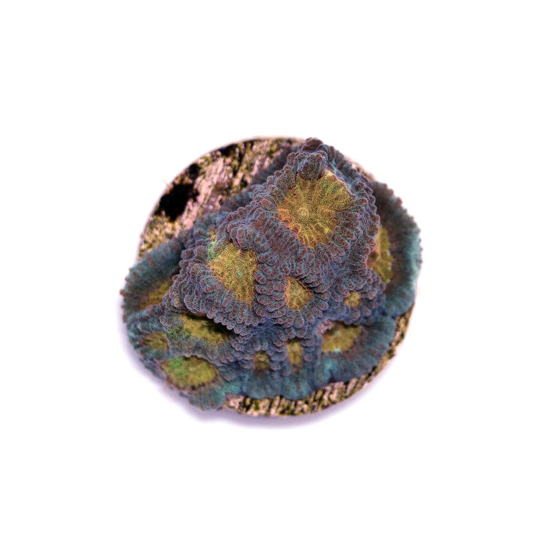 Favia sp. 'Pot of Gold'