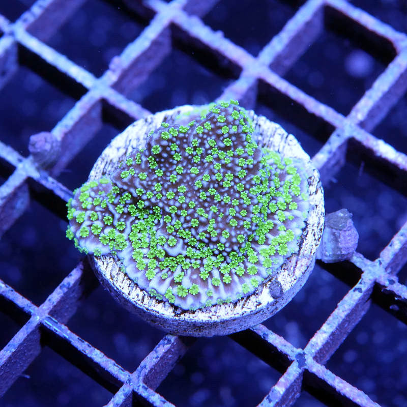 Montipora sp. 'Star Wars'