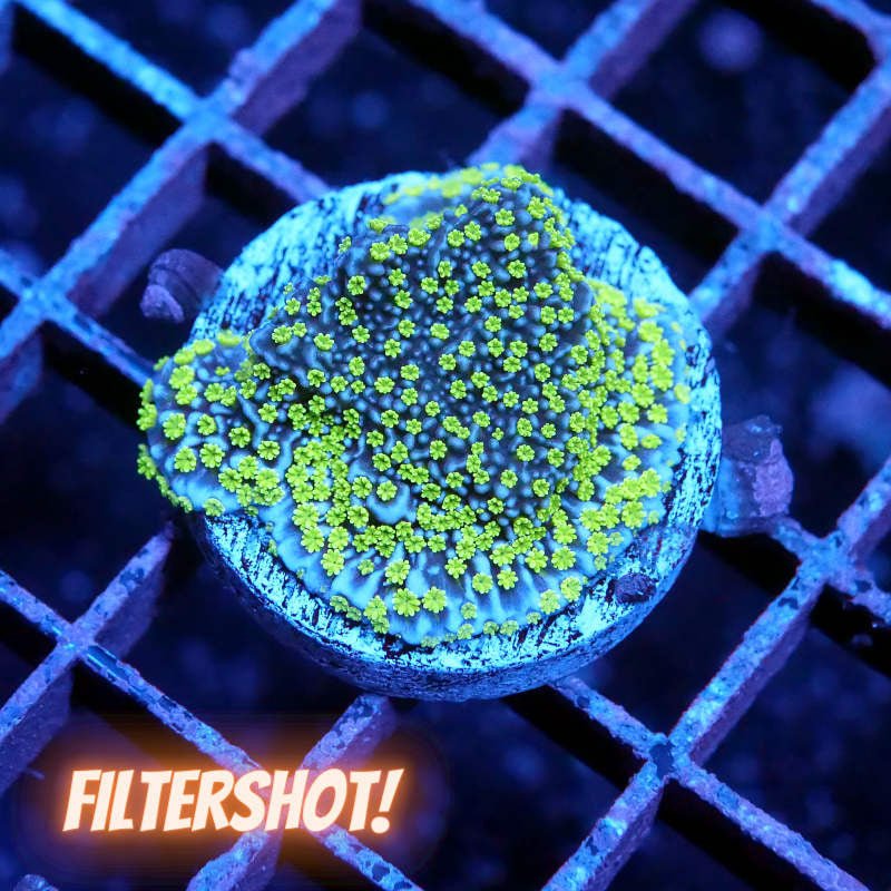 Montipora sp. 'Star Wars'