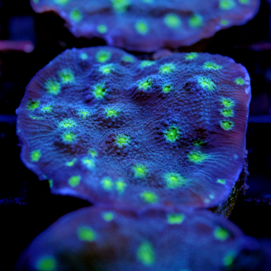 LPS-Korallen für Einsteiger