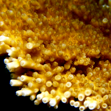 7 Tipps um Nitrat im Meerwasseraquarium zu senken