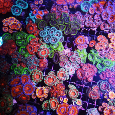 Korallen im Meerwasseraquarium einsetzen – wann, wie und wohin platzieren?